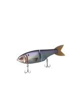 American Shad