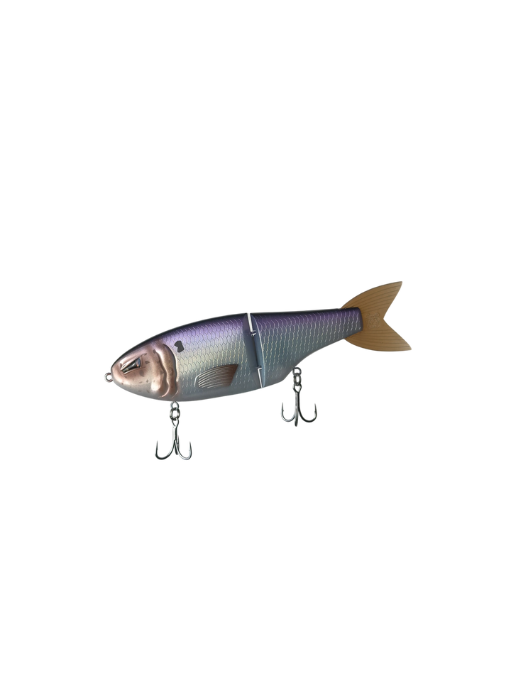 American Shad