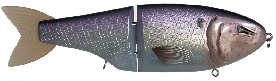 "American Shad" Metro LT | Retail